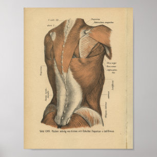 Poster Vintage 1888 Anatomie allemande Imprimer les muscl