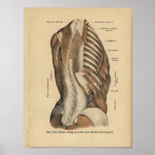Poster Vintage 1888 Anatomie allemande Imprimer les muscl