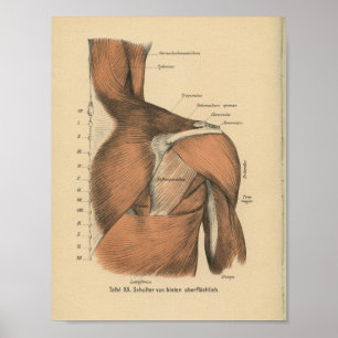 Poster Vintage 1888 Anatomie allemande Imprimer Muscles d