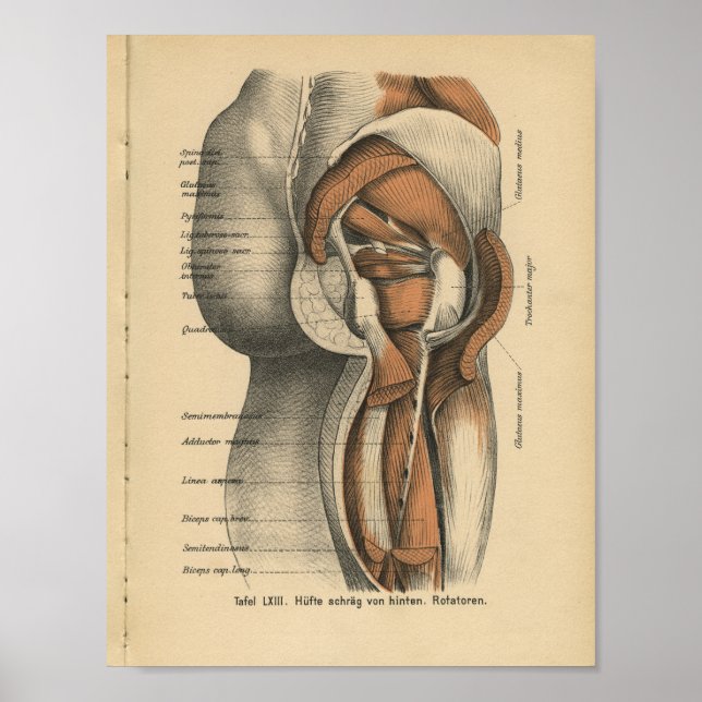 Poster Vintage 1888 Anatomie allemande Imprimer Muscles d (Devant)