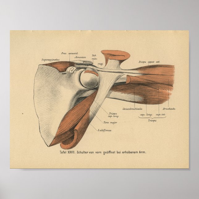 Poster Vintage 1888 Anatomie allemande Imprimer Muscles d (Devant)