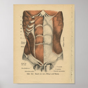 Poster Vintage 1888 Anatomie allemande Imprimer Muscles d