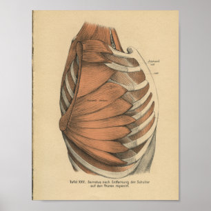 Poster Vintage 1888 Anatomie allemande Imprimer Muscles T