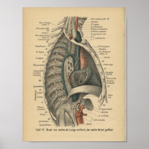 Poster Vintage 1888 Anatomie allemande Imprimer Thoracic