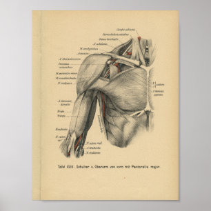 Poster Vintage 1888 Anatomie humaine Imprimer Bras d'épau