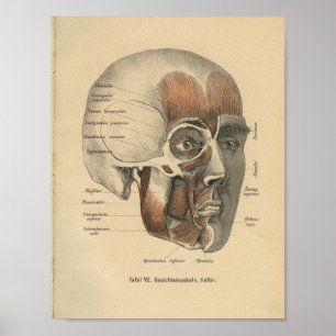 Poster Vintage 1888 German Anatomy Print Face Muscles