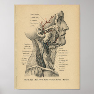 Poster Vintage 1888 German Anatomy Print Head Neck