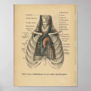 Poster Vintage 1888 German Anatomy Print Heart