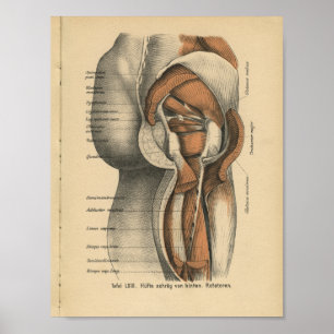 Poster Vintage 1888 German Anatomy Print Hip Muscles