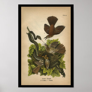 Poster Vintage 1890 Oiseaux Imprimer Poussée Brown