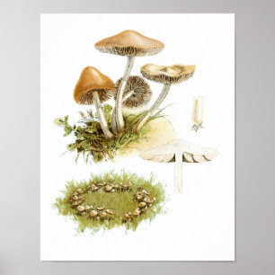 Poster Vintage 1895 Champignons Art Brown blanc Imprimer