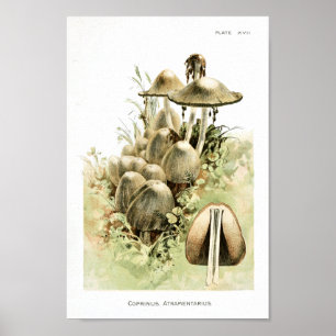 Poster Vintage 1895 Champignons Art Brown blanc Imprimer