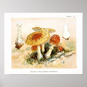 Poster Vintage 1895 Champignons Art jaune rouge Imprimer