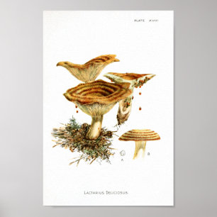 Poster Vintage 1895 Champignons Art rayé Brown Imprimer