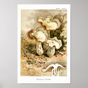 Poster Vintage 1895 Champignons Brown Art blanc Imprimer