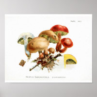 Vintage 1895 Champignons Jaune Rouge Art Imprimer