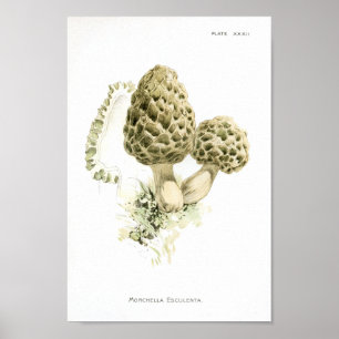 Poster Vintage 1895 Champignons Morchella Art Print