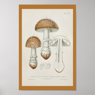 Poster Vintage 1899 Champignons Art Casquette Brown Impri
