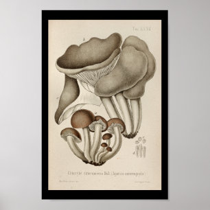 Poster Vintage 1899 Champignons Art Casquette Brown Impri