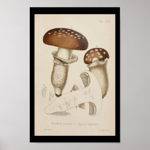 Poster Vintage 1899 Champignons Art Casquette Brown Impri