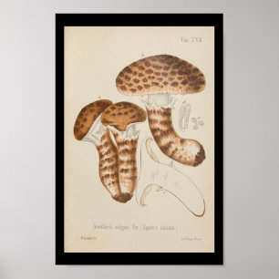 Poster Vintage 1899 Champignons Art Casquette Brown Impri