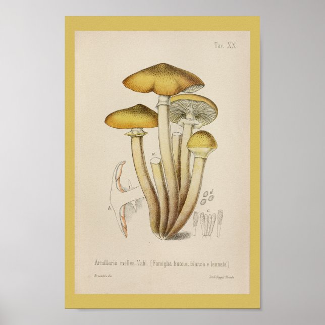 Poster Vintage 1899 Champignons Art Jaune Brown Imprimer (Devant)