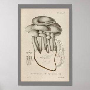 Poster Vintage 1899 Champignons Blanc Casquette Art Impri