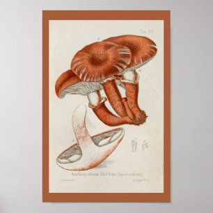 Poster Vintage 1899 Champignons Brown Red Art Imprimer