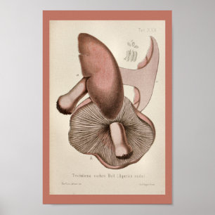 Poster Vintage 1899 Champignons Brown violet Art Imprimer