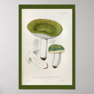 Poster Vintage 1899 Champignons Green Casquette Art Impri