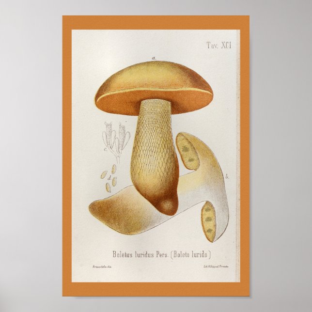 Poster Vintage 1899 Champignons Orange Jaune Imprimer (Devant)