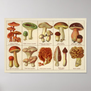 Poster Vintage 1900 Variété de champignons Vert Brown Imp