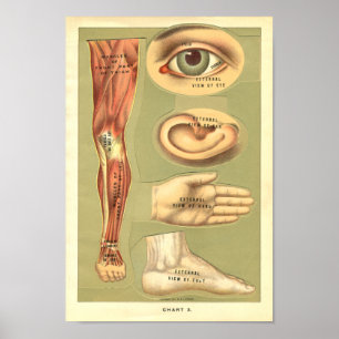 Poster Vintage 1901 Anatomie humaine