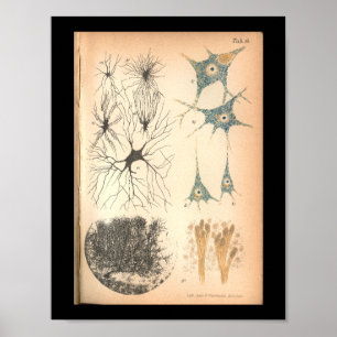 Poster Vintage 1901 Cellules Nerves Anatomie Imprimer