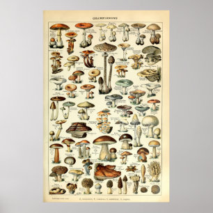 Poster Vintage 1909 Mushroom Art by Adolphe Millot