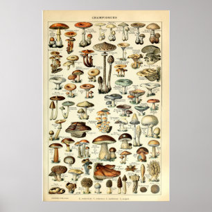 Poster Vintage 1909 Mushroom Art by Adolphe Millot