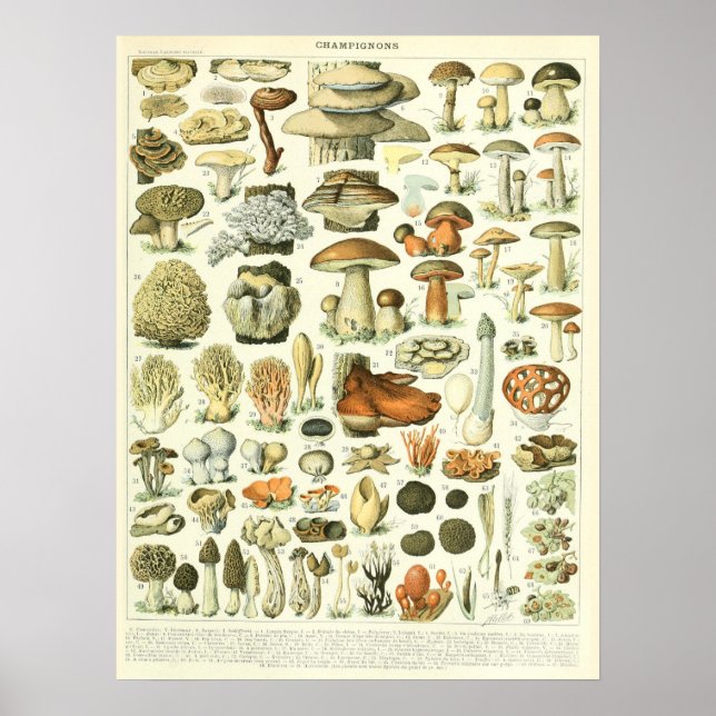 Poster vintage Adolphe Millot Imprimer Champignons (Devant)