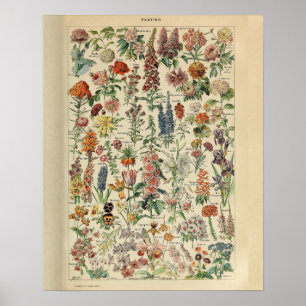 Poster Vintage Adolphe Millot Print Flowers