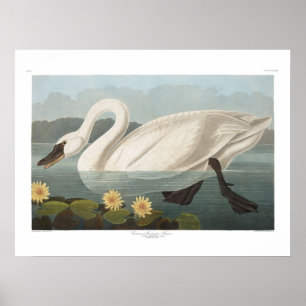 Poster Vintage American Swan Audubon Art