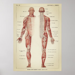 Poster Vintage Anatomical Illustration