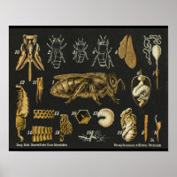 Poster vintage Anatomie d'une abeille
