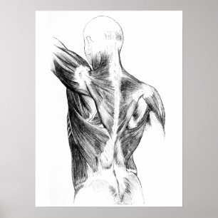 Poster Vintage Anatomy   Back Muscles  (circa 1852)   B/W