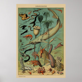 Poster Vintage Antique Marine Animal Poisson scientifique