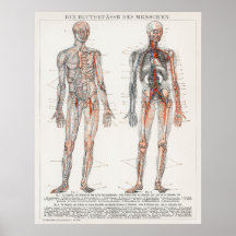 Vintage Antique Médicale Allemand Diagramme anatom
