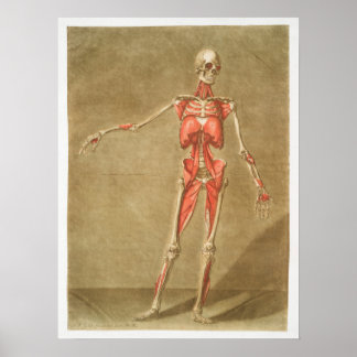 Poster Vintage Antique Médicale Anatomie Diagramme anatom