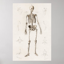 Vintage Antique Médicale Squelette Anatomie Diagra