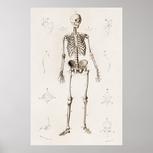Poster Vintage Antique Médicale Squelette Anatomie Diagra (Devant)