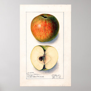 Poster Vintage Apple Botanical Illustration