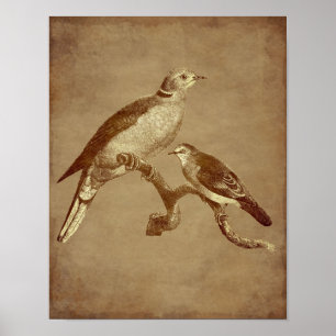 Poster Vintage Art Doves Oiseau Vieilli Look Animal Art