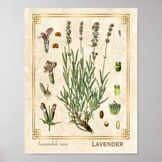 Poster Vintage Art Herbal Lavender Fleur Botanique